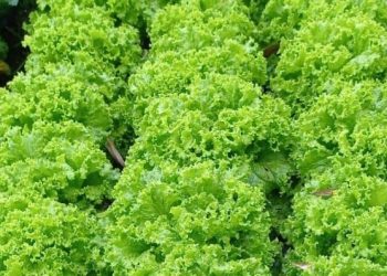 8 Makanan untuk Diet Ini Cocok Dikonsumsi Sehari-hari, Rendah Kalori tapi Tinggi Nutrisi