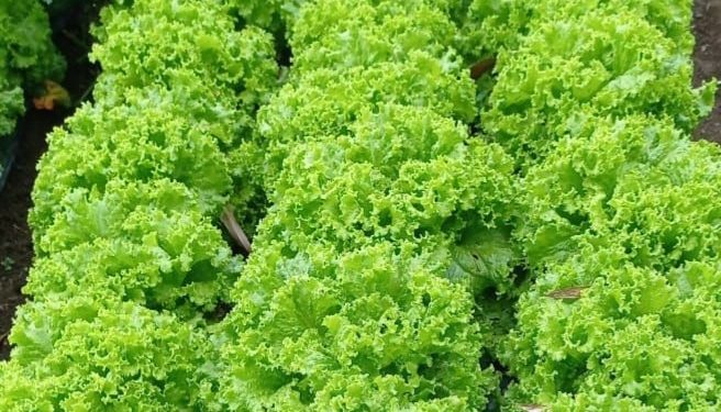 8 Makanan untuk Diet Ini Cocok Dikonsumsi Sehari-hari, Rendah Kalori tapi Tinggi Nutrisi