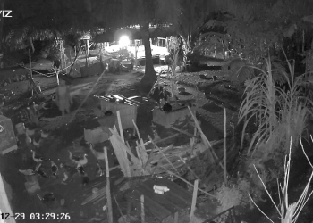 Maling Gasak 25 Ekor Entok di Bumi Ayu Bengkulu, Aksi Terekam CCTV