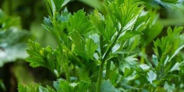 Daun Seledri Baik untuk Kesehatan Tubuh, Cek Manfaat Lainnya di Sini! Ampuh Meningkatkan Pencernaan