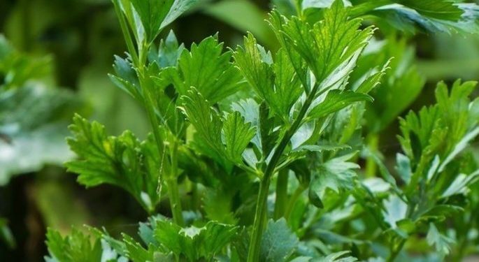 Daun Seledri Baik untuk Kesehatan Tubuh, Cek Manfaat Lainnya di Sini! Ampuh Meningkatkan Pencernaan