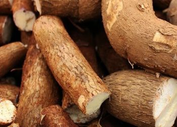 Singkong Punya Manfaat untuk Daya Tahan Tubuh, Cukup Rutinkan, Cek Lainnya di Sini