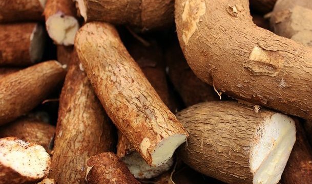 Singkong Punya Manfaat untuk Daya Tahan Tubuh, Cukup Rutinkan, Cek Lainnya di Sini