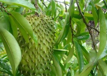 Daun Sirsak Dapat Mengobati Insomnia, Cek Manfaat Lainnya di Sini!