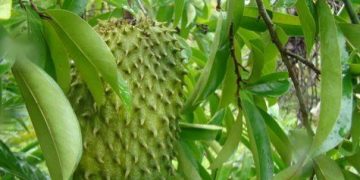 Daun Sirsak Dapat Mengobati Insomnia, Cek Manfaat Lainnya di Sini!