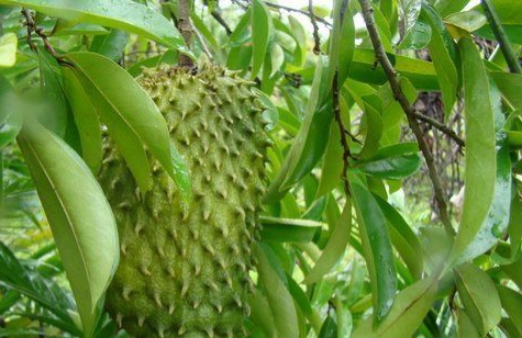 Daun Sirsak Dapat Mengobati Insomnia, Cek Manfaat Lainnya di Sini!