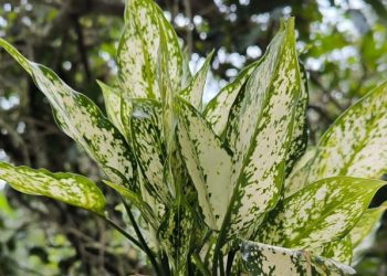 Ini 5 Tanaman yang Membawa Keberuntungan, Salah Satunya Sri Rejeki