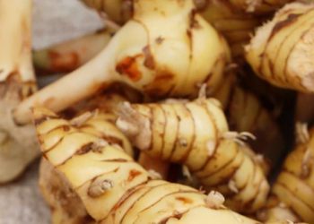 Cek di Sini! Kelompok yang Tidak Disarankan Makan Lengkuas, Perlu Hati-hati