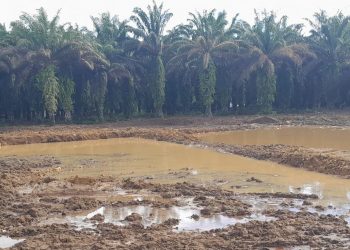 Olah Lahan Program Cetak Sawah Rakyat Rampung, Tanam Perdana Dijadwalkan Bulan Ini