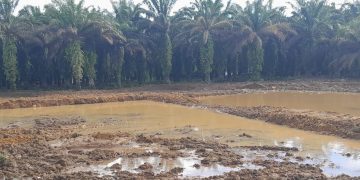 Olah Lahan Program Cetak Sawah Rakyat Rampung, Tanam Perdana Dijadwalkan Bulan Ini
