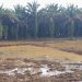 Olah Lahan Program Cetak Sawah Rakyat Rampung, Tanam Perdana Dijadwalkan Bulan Ini