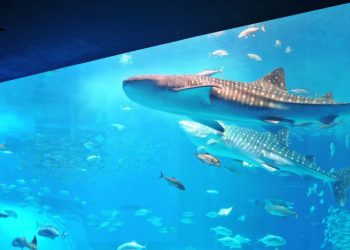 Ini Liburan Saat Ada di Jepang, Destinasi Akuarium Churaumi Okinawa yang Menarik Dikunjungi