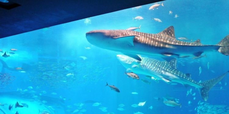 Ini Liburan Saat Ada di Jepang, Destinasi Akuarium Churaumi Okinawa yang Menarik Dikunjungi
