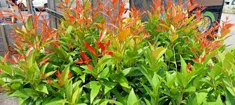 Bukan Hanya Dijadikan Tanaman Hias, Ini Kandungan Nutrisi dan Manfaat Pucuk Merah untuk Kesehatan