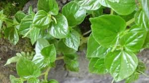 Cerahkan Kulit Wajahmu dengan Gunakan Masker Daun Sirih Cina, Ini Manfaatnya untuk Dunia Kecantikan