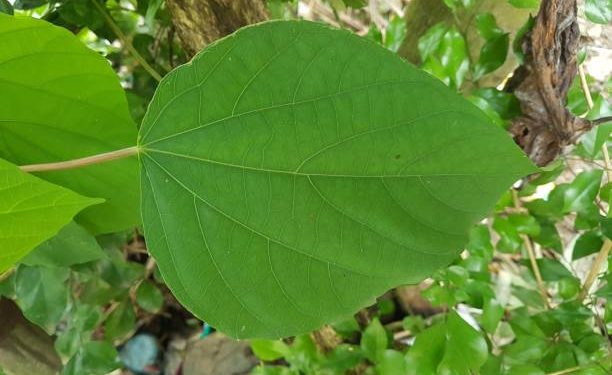 Ketahui 5 Efek Samping Konsumsi Daun Pohpohan Berlebihan, Memicu Alergi hingga Masalah pada Ginjal