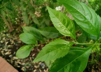 Tak Hanya untuk Wanita, Cek Manfaat Daun Pohpohan untuk Kesehatan Pria