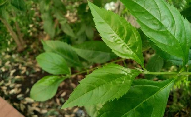 Tak Hanya untuk Wanita, Cek Manfaat Daun Pohpohan untuk Kesehatan Pria