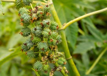 Tak Hanya Daunnya, Inilah Segudang Manfaat Getah Jarak untuk Kesehatan Tubuh, CEK!