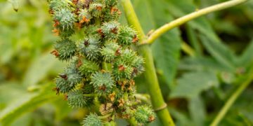 Tak Hanya Daunnya, Inilah Segudang Manfaat Getah Jarak untuk Kesehatan Tubuh, CEK!