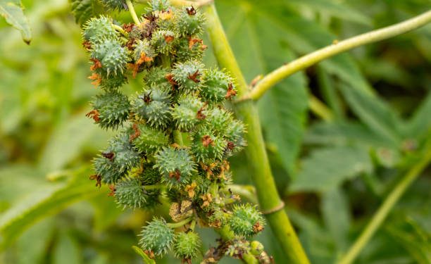 Tak Hanya Daunnya, Inilah Segudang Manfaat Getah Jarak untuk Kesehatan Tubuh, CEK!