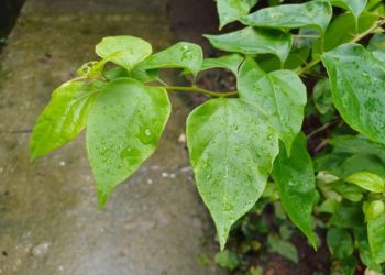 Daun Pohpohan Tawarkan Segudang Manfaat Istimewa untuk Wanita, Cek Disini!