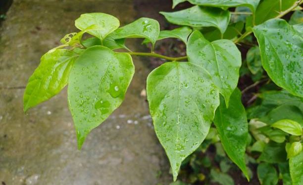 Daun Pohpohan Tawarkan Segudang Manfaat Istimewa untuk Wanita, Cek Disini!