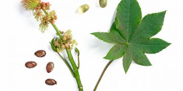 Gunakan Secukupnya! Cek Disini Efek Samping Konsumsi Daun Jarak Berlebihan, Bikin Diare