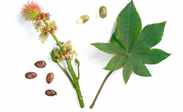 Gunakan Secukupnya! Cek Disini Efek Samping Konsumsi Daun Jarak Berlebihan, Bikin Diare