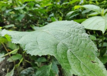 Baik untuk Pencernaan, Inilah 6 Manfaat Daun Pohpohan untuk Kesehatan