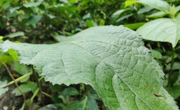 Baik untuk Pencernaan, Inilah 6 Manfaat Daun Pohpohan untuk Kesehatan