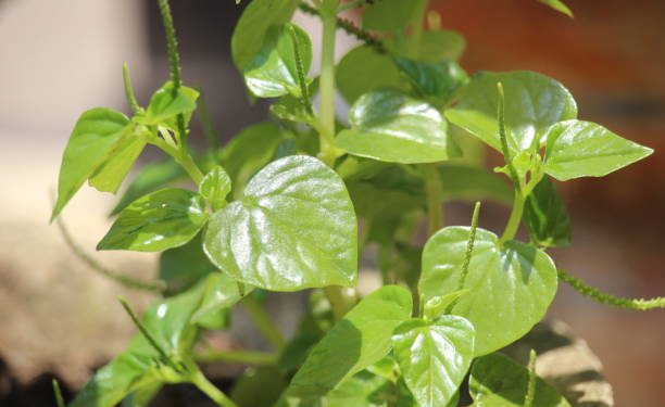 Jaga Kesehatan Rambutmu dengan Bahan Alami Daun Sirih Cina, Begini Tips dan Cara Gunakannya!