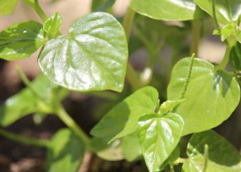 Daun Sirih Cina Tawarkan 6 Manfaat Utama untuk Jaga Kesehatan Tubuh, Cek Disini!