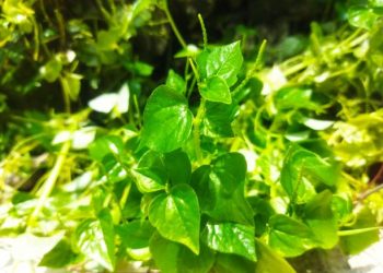 Perhatikan! Ada 5 Kelompok Orang yang Tidak Boleh Mengonsumsi Daun Sirih Cina, Siapa Saja?