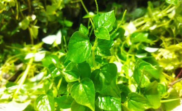 Perhatikan! Ada 5 Kelompok Orang yang Tidak Boleh Mengonsumsi Daun Sirih Cina, Siapa Saja?