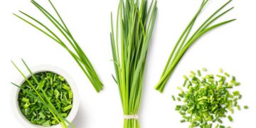 Tidak Sama, Ini 5 Perbedaan Daun Lokio dan Kucai yang Jarang Diketahui