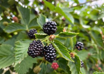 Dikenal Sebagai Tanaman Herbal, Begini Cara Konsumsi Daun Murbei untuk Pengobatan Tradisional