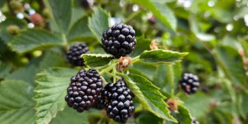 Dikenal Sebagai Tanaman Herbal, Begini Cara Konsumsi Daun Murbei untuk Pengobatan Tradisional