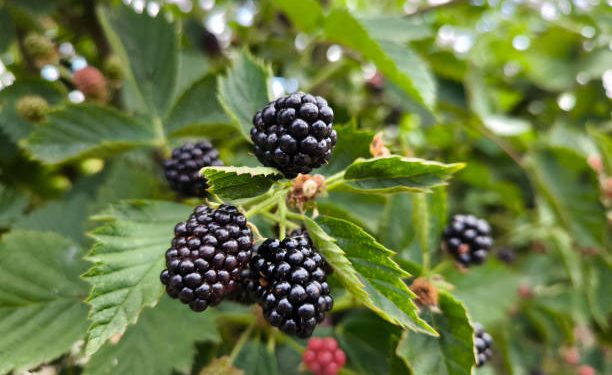 Dikenal Sebagai Tanaman Herbal, Begini Cara Konsumsi Daun Murbei untuk Pengobatan Tradisional