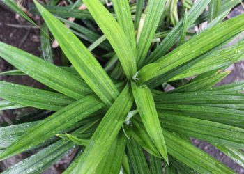 Tak Hanya Sebagai Pewarna Makanan, Ini 4 Manfaat Daun Suji untuk Kesehatan Tubuh
