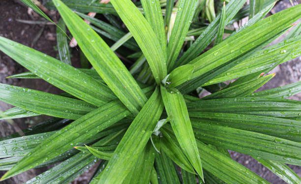 Tak Hanya Sebagai Pewarna Makanan, Ini 4 Manfaat Daun Suji untuk Kesehatan Tubuh