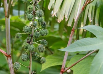 Daun Jarak Dikenal Ampuh Turunkan Demam dengan Cepat, Ini Manfaatnya untuk Kesehatan