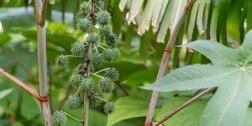 Daun Jarak Dikenal Ampuh Turunkan Demam dengan Cepat, Ini Manfaatnya untuk Kesehatan