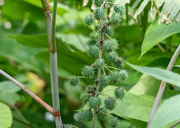 Ini 5 Cara Gunakan Daun Jarak Sebagai Obat Herbal, Jadi Kompres hingga Ramuan