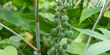 Ini 5 Cara Gunakan Daun Jarak Sebagai Obat Herbal, Jadi Kompres hingga Ramuan