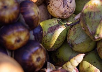 Jangan Dibuang! Ketahui 6 Manfaat Air Kelapa Tua untuk Kesehatan, Ampuh Atasi Dehidrasi