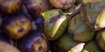 Jangan Dibuang! Ketahui 6 Manfaat Air Kelapa Tua untuk Kesehatan, Ampuh Atasi Dehidrasi