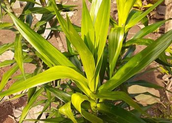 Jaga Kesehatan Rambutmu dengan Gunakan Daun Suji, Ini Manfaat Istimewanya untuk Kecantikan