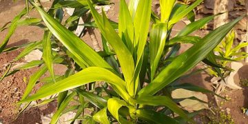 Jaga Kesehatan Rambutmu dengan Gunakan Daun Suji, Ini Manfaat Istimewanya untuk Kecantikan