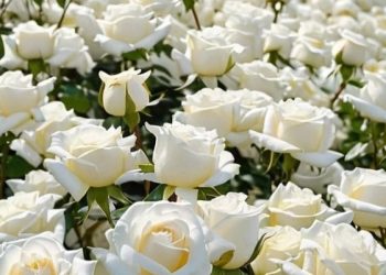 Ini Daftar Bunga yang Bermakna Harapan, Ada Mawar Putih, Cek di Sini